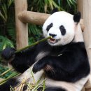 철부지 남편 러바오🐼 이미지