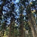 외검경로당 | 202603 한라산 성판악 코스 등산 후기 (나홀로 제주여행 2일차)