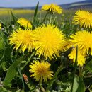 민들레-Dandelion 이미지