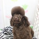 뷰티펫 하우스 이미지