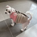 바잇미 더블히트 발열 하네스 패딩 - 4.4kg 강아지 M사이즈 착용 후기