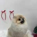 그루밍샵 이미지