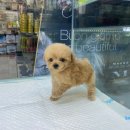 금산 캔넬 | 금산강아지분양 달달구리버터는 봄을기다려요