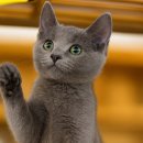 광주캐터리 | 러시안블루 입양, 완벽 가이드: 캐터리에서 똑똑하게 준비하는 방법