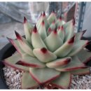 사랑방손님 이미지