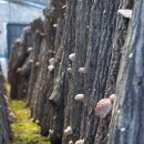 봄맞이 표고농장 이미지