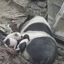 돼지새끼 Daum카페