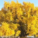 cu원주천년나무점 | 천년을 품은 원주 반계리 은행나무 | 가을 나들이 후기