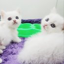 Premium 먼치킨 이미지