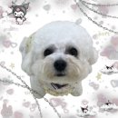 껌딱지펫 | [일상] 7월 3주차 - 강아지유치원, 여름 가족여행(소노펫 비발디파크)