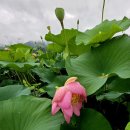 송우리터미널 버스정류장(40117) | 포천가볼만한곳 명산리 울미연꽃마을