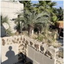 바당쿰다 이미지