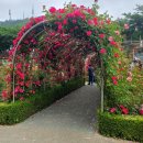 장미회집 이미지