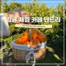 미숙농장 | 카페 덴드리 제주 서귀포 귤 따기 체험 감귤농장 귤카페 추천