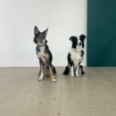 멍냥스테이 애견호텔유치원 이미지