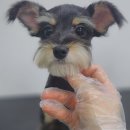 몽글몽글 이미지