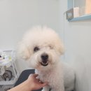 망고 애견 이미지