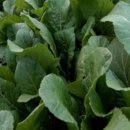 춘화농장 이미지