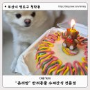 [부산 영도구]청학동 온리얌 : 휴먼그레이드 강아지 수제간식 전문점 강아지 케이크 예약 후기