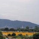 코스모스와 메밀가든 | [대구 꽃구경 명소] 하중도 코스모스 &amp; 갈대 정원박람회 감성 나들이 후기 🌾