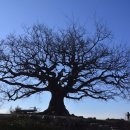 고목나무 이미지