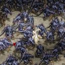 싸울아비 이미지