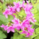보타닉가든의 Korean Azalea 약산의 진달래... 이미지
