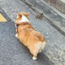 졸리 파이 이미지