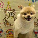 멍깨비마켓 이미지