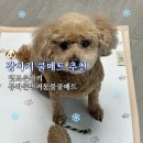 튼튼메디칼 | 강아지쿨매트 추천 영메디칼바이오 펫조은자리 듀라론 반려동물 쿨매트