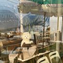 에바다애견 이미지