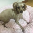 별난동물병원 이미지