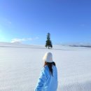 조하상점 | 여행 필수코스 크리스마스트리 홋카이도랩 비에이투어 내돈내산 닝구르테라스 포함 및 준페이확약 투어후기