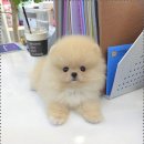 꽃강아지 이미지