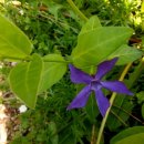 로렌시아 이미지