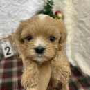 오독안심분양센터 강아지분양 고양이분양 목동점 이미지