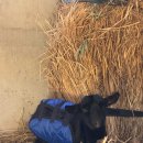 이성희농장 | 2026년 1~2월의 일상 🤍// 별거는 없지만 먹는거는 별거야 // 28살은 뭐 다른게 있겠니? 똑같아...