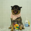 돌리샵 돌봄 네이버블로그