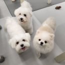 에덴유치원 | &lt;에덴애견유치원호텔&gt;다녀온 솔직 후기🐶✨ 강아지 유치원부터 24시 애견 호텔까지:)!!