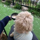 꽃길만걷개 | 부산 애견카페 ‘꽃길만걷개’ 후기｜실내·실외 이용 + 공원 산책까지 가능한 곳