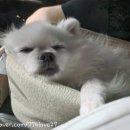 해밀동물의료센터 이미지