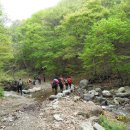 4/4 경북 경주 무장산(624m)-보문벚꽃단지경유 산행 안내 이미지