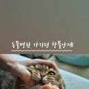 다솜고양이메디컬센터 금정점 이미지