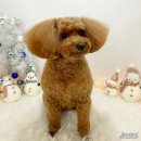 애견미용실 몽자네 이미지