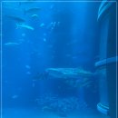 새태평양약국 | <호불호 없음> 오사카 여행 시 꼭 가면 좋을 여행지! 가이유칸(그 외 갈만한 곳)