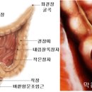 외저 | ◈[건강⇒양방(현대의학)]⇒“신체⇒소화기관(계)⇒음식⇒소화⇒대장⇒맹장”⇒[네이버 지식백과⇒여러...