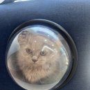 야옹아 놀자 포항점 이미지