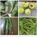 흙의 살들(시비) | 식물영양제 두배업칼붕으로 상추 깻잎 대파 웃거름 주기 식물칼슘제 엽면시비 방법