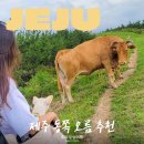 성산구 ⓒ-28 | 강아지랑 걷기 좋은 제주 오름 추천 BEST 3 코스 소요시간