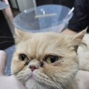 고양이랑놀자 네이버블로그